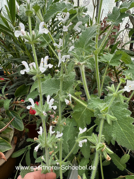 Salvia repens v. repens (i.9cm T.) Räuchersalbei, afrikanisch