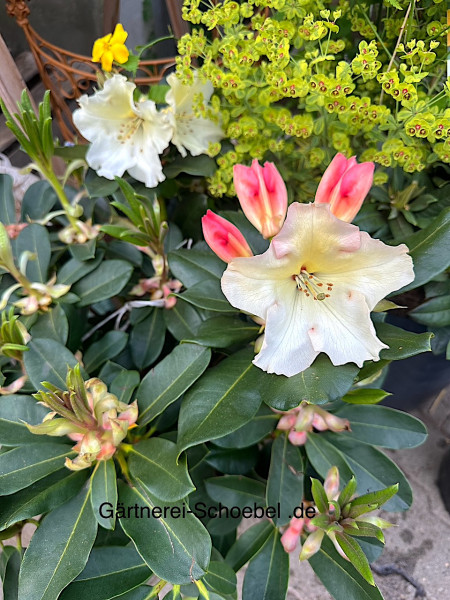 Rhododendron „Horizon Monarch“ ®(i.7,5l T.)