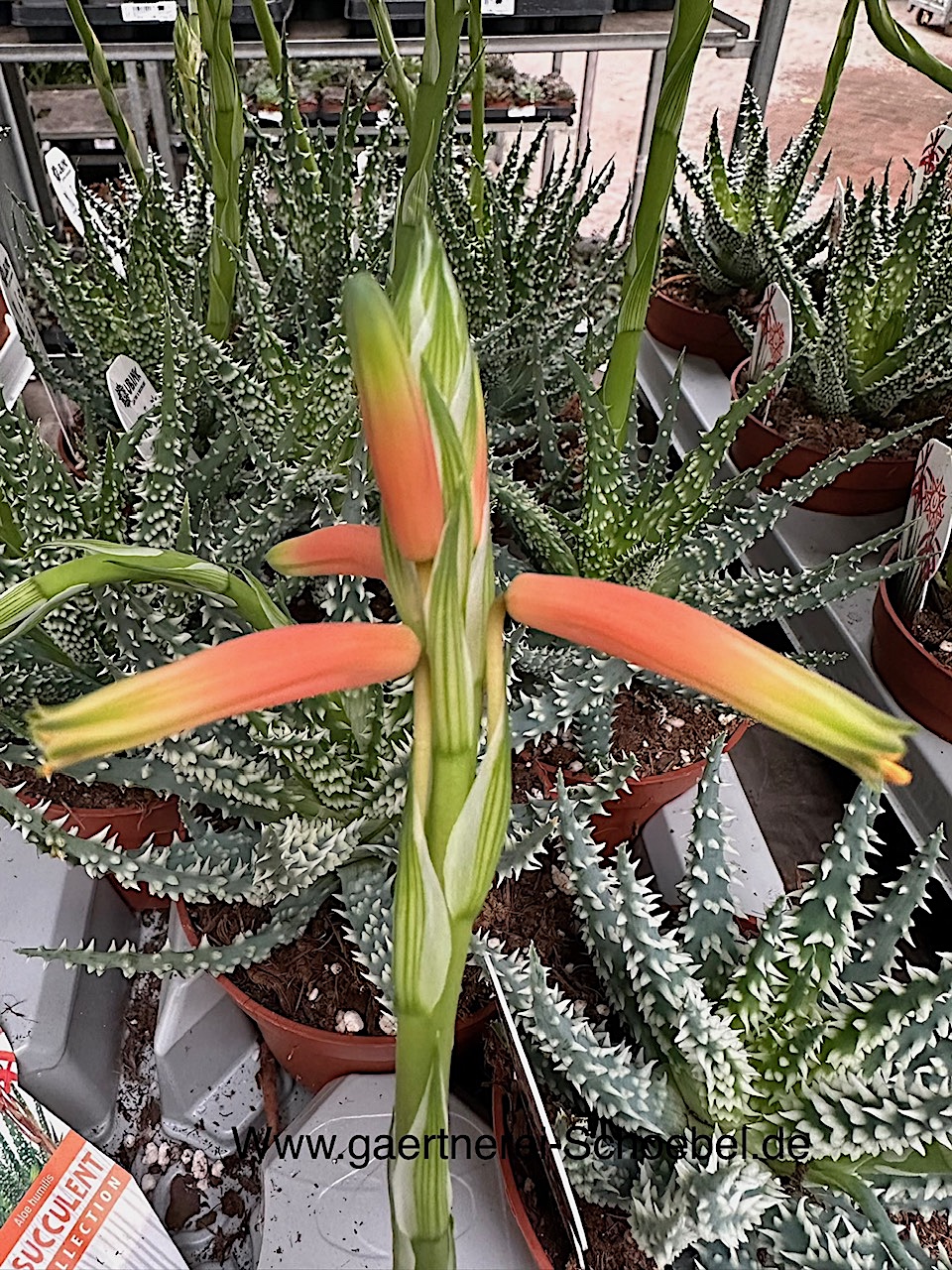 Aloe humilis Shark(i.10,5cmT.)- Hai-