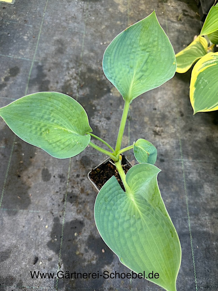Hosta Hybride „Abiqua Drinking Gourd“ (i.9cmT.)