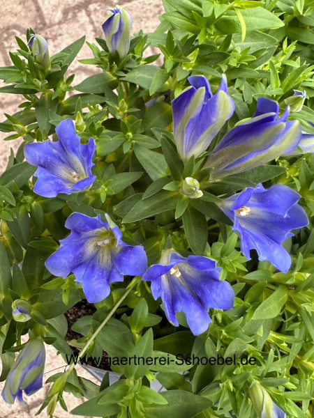 Gentiana scabra „Luis Easy Blue“ (i. 12cmT.), Japanischer Enzian