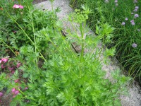 Levisticum officinalis (i.11cmT.) Liebstoeckel Levisticum officinalis (i.11cmT.) Liebstoeckel