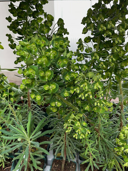 Euphorbia characias ssp. wulfenii (i.12cmT.)Mittelmeer- Wolfsmilch