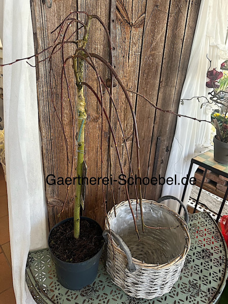 Salix caprea „Kilmarnock“ (i.17cm T.)50cm hoch, Hänge Kätzchen Weide
