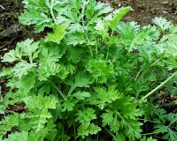 Artemisia absinthium (i.9cm Topf) Wermut Artemisia absinthium (i.9cm Topf) Wermut