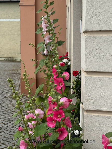 Alcea rosea „Mischung, einfache Blüte“ (i.9cmT.), Stockrose
