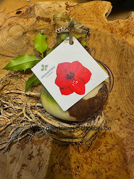 Amaryllis- Hippeastrum (Durchmesser Zwiebel ca 9cm), Ritterstern rot