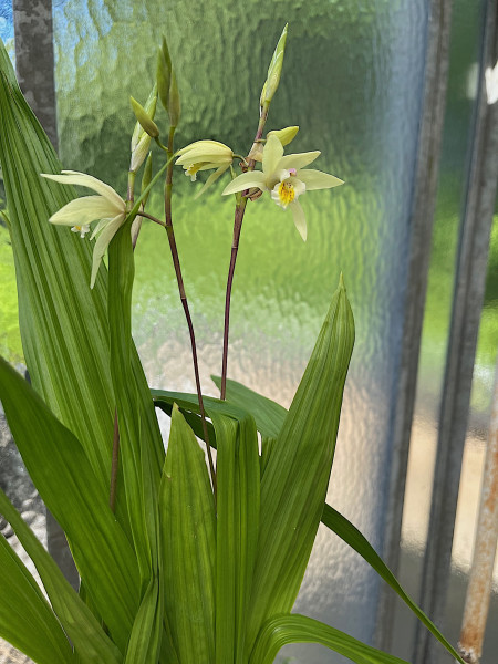 Bletilla striata ´gelb ` (12cmTopf), Freiland Orchidee