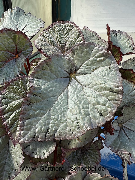 Begonia rex „Silver pur“ (i.13cmT.), Silber Blatt Begonie