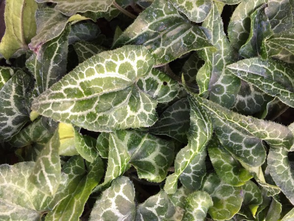 Asarum takasago "Saishin" (i.9cmT.) Japanischer Haselwurz