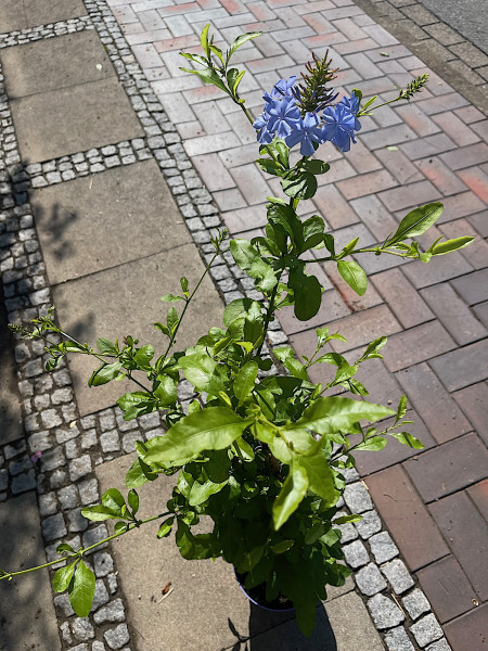 Plumbago auriculata (i.19cmT.)-jetzt ca 60 cm hoch, Kap - Bleiwurz