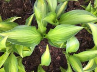 Hosta „Lakeside Little Tuft“ (i.9cmT.), Zwergfunkie Hosta „Lakeside Little Tuft“ (i.9cmT.), Zwergfunkie