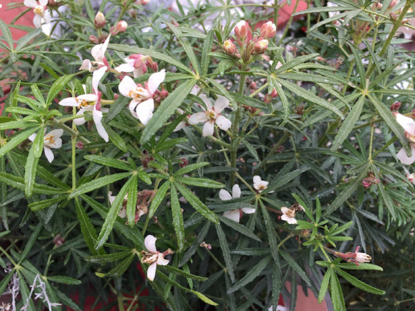 Choisya ternata „White Dazzler“(i. 2lT.),Orangen Blume