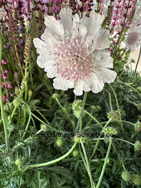 Scabiosa columbaria „Kudo White“ (i.13 cmT.), Scabiose