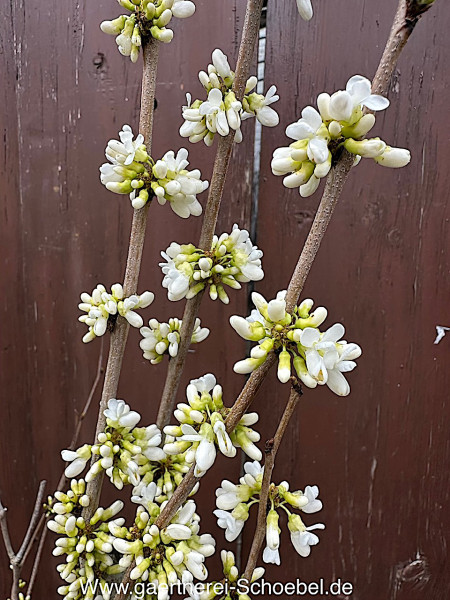 Cercis chinensis „Shirobana“. (ca. 115. cm hoch)(i. 22cmT.), chinesischher Judasbaum