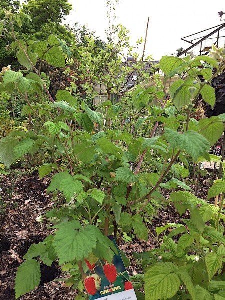 Rubus dornlose Himbeeren, „Glen Ample R (i.19 cmT.)