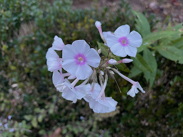 Phlox paniculata „zartrosa m. pink Auge“ (i.13cmT.)Sommer - Phlox