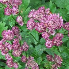 Astrantia major "Roma"; (i.11cmT.) Sterndolde