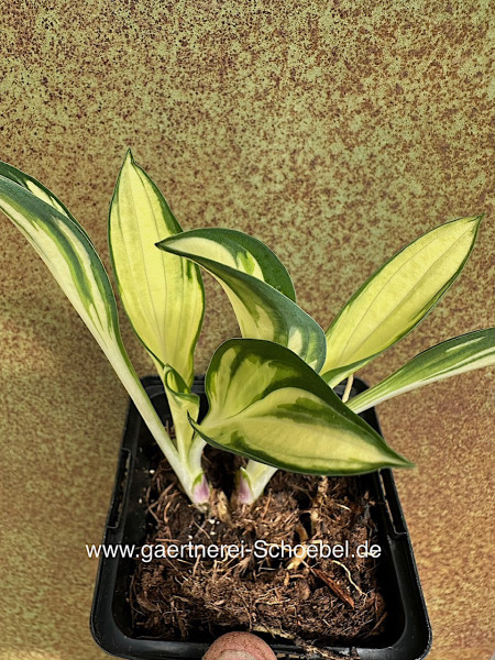 Hosta „Fireworks“ ® (i.9cmT.), Funkie