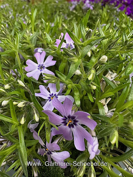 Phlox douglasii - subulata „blaues Kissen“ (i.12cmT.), Polster