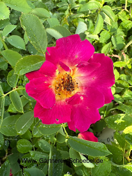 Rose Weg der Sinne® (i.1,5lT.), Duft - Bienen Rose