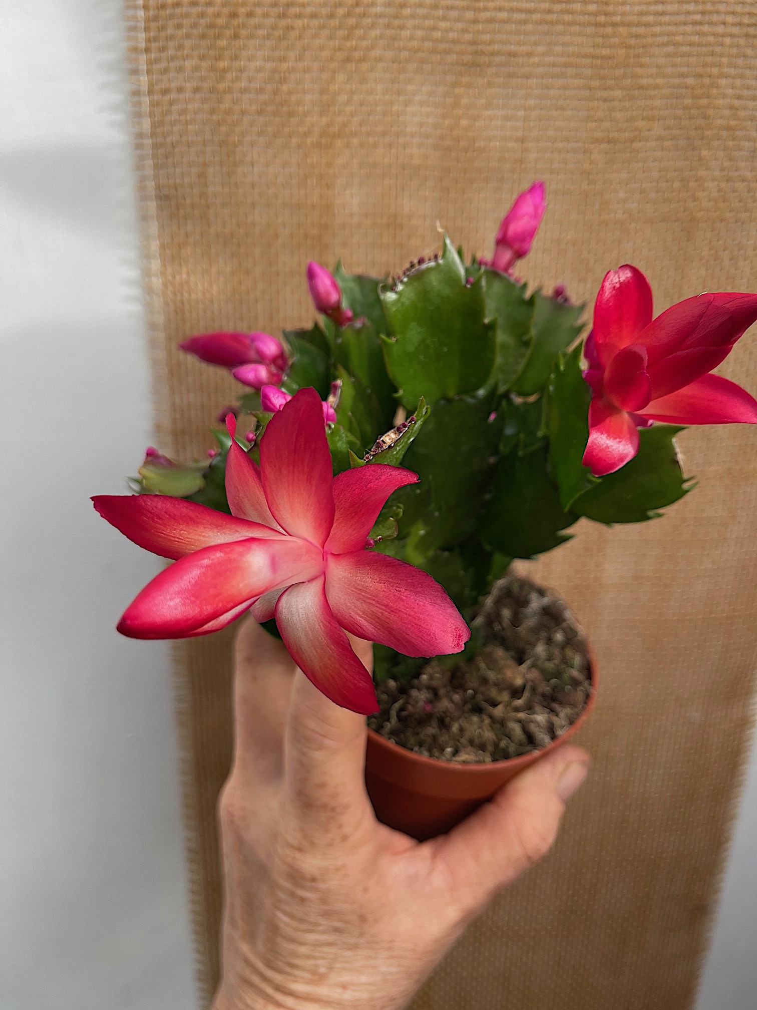 Schlumbergera rot (i.9cmT.), Weihnachtskaktus, Blattkaktus |  Kbelpflanzen | Duft- und Wandelgrtnerei Schoebel