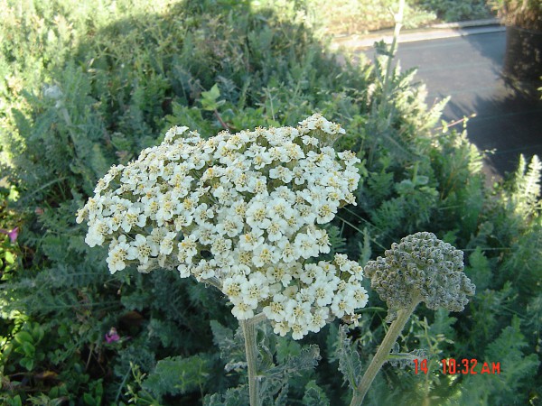 Achillea millefolium „Alabaster“ (i.9cmT.)