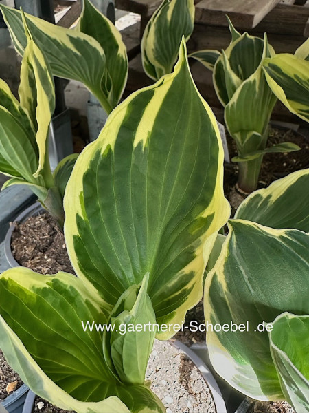 Hosta „Karin“ ®(i.11cmT.), Funkie