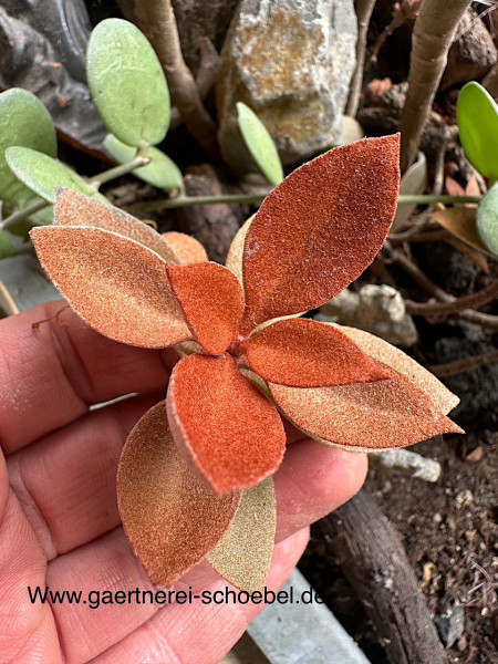 Kalanchoe orgyalis (i. 5cmT.), Kupfer Löffel