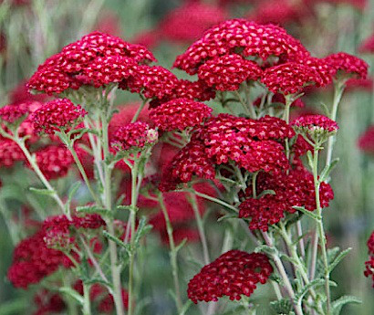 Achillea millefolium "Red Velvet" (i.9cmT.) Schafgarbe