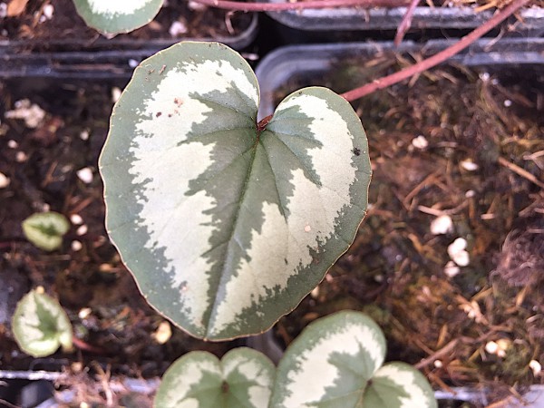 Cyclamen coum „Pewter Leaf Mix“ (i.9cmT.), Winter Frühlings Alpenveilchen