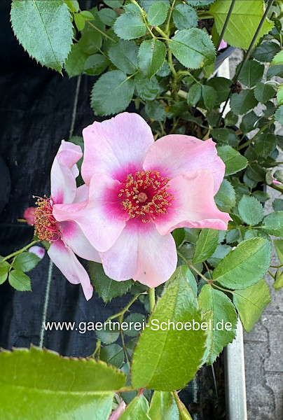 Rose „Bienenweide Orienta® Shila “ (i.4-5 l Topf)- Bienen - Rose- Beet