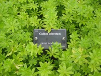 Galium odoratum (i.12cm Topf) Waldmeister Galium odoratum (i.12cm Topf) Waldmeister