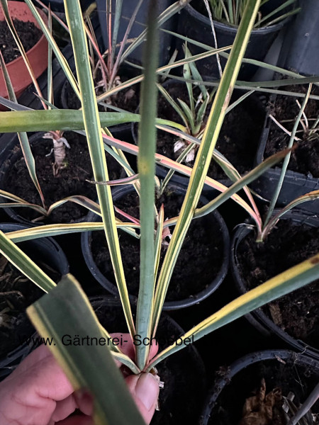 Yucca filamentosa „ Bright Edge“ (i.13cmT.)Fädige Palmlilie, Yucca bunt