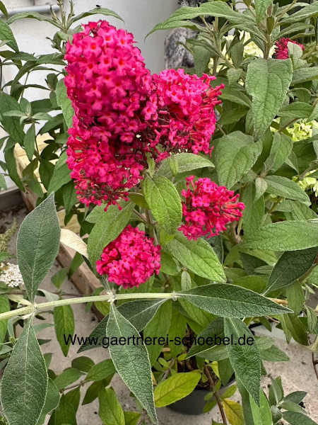 Buddleia davidii „Butterfly Candy® Little Ruby“ (i. 5l T.), Schmetterlingsstrauch