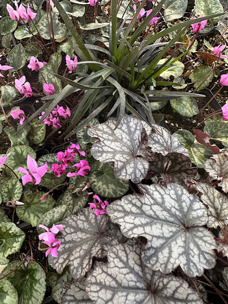Heuchera micrantha „Cinnabar Silver®“(i.11cmT.), Purpurglöckchen