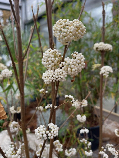 Callicarpa bodinieri „Magical Snow Queen“ (i. 7,5lT.) ca 80cm, Schönfrucht, Liebesperlen