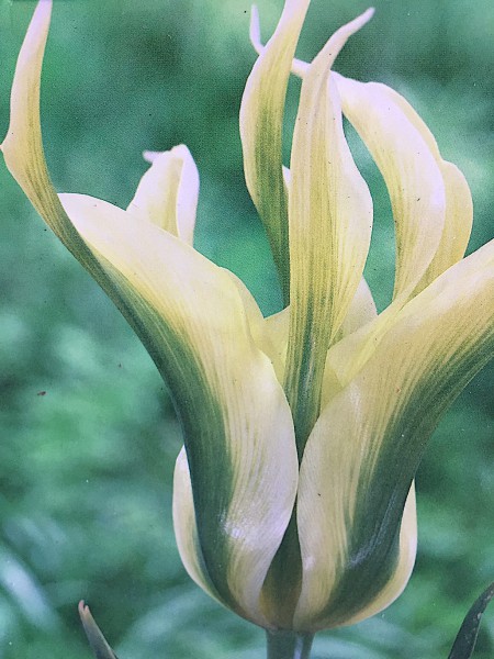 Tulipa „Green Triumphator“ (7 i. Pack), Tulpe, Lilien blütige