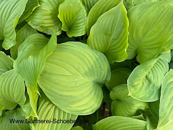 Hosta plantaginea var. grandiflora (i.9cmT.) Duft Lilien - Funkie