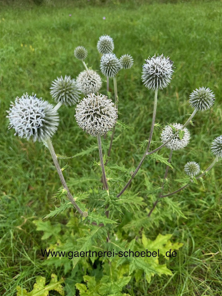 Echinops bannaticus "Albus" (i. 12cmT.), Zierdistel, Kugel Distel