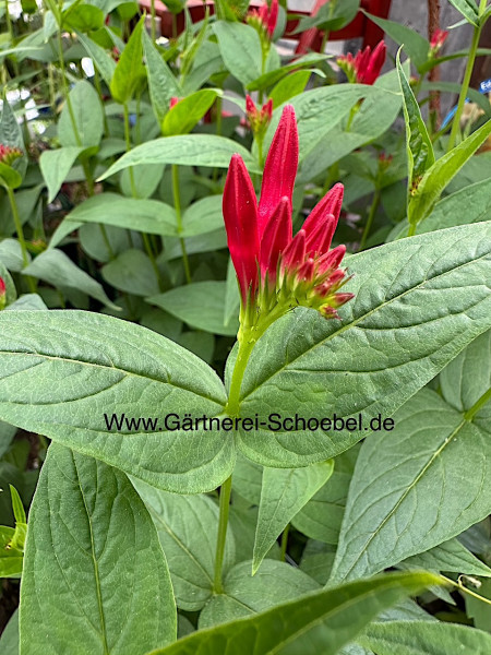 Spigelia marilandica „Little Redhead“ (i.11cmT.), Feuerenzian