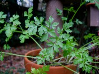 Petroselimum crispum (i.13cmT.) Glatte Petersilie Petroselimum crispum (i.13cmT.) Glatte Petersilie