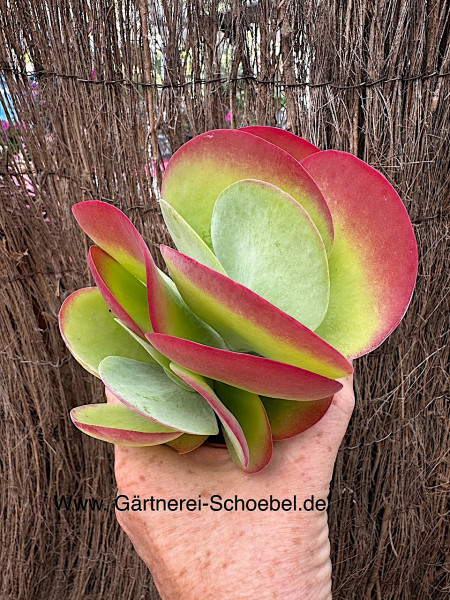 Kalanchoe thyrsiflora (i. 9cmT.), Wüstenkohl
