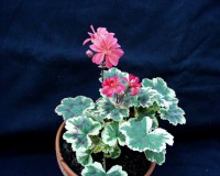 Pelargonium ´Ray Bidwell`(i.10cmT.) Pelargonium ´Ray Bidwell`(i.10cmT.)