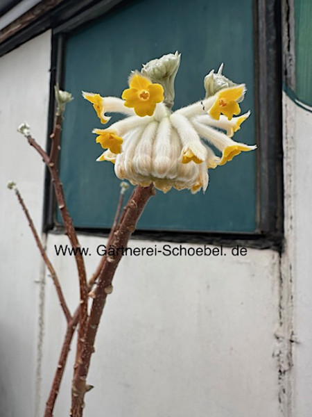 Edgeworthia chrysantha „Grandiflora „ (zur Zeit ca85cm hoch- im 5l T.), Papierstrauch