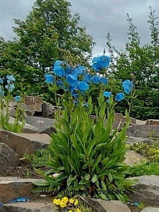 Meconopsis betonicifolia (i.9cmT.) Tibet - Scheinmohn