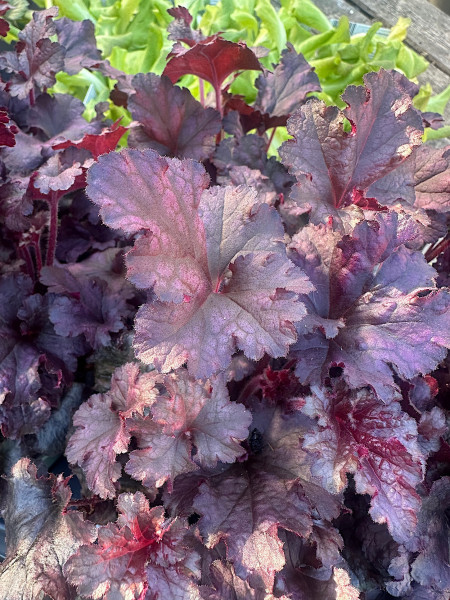 Heuchera cultorum „Berry Marmalade“ (i.13cmT.), Purpurglöckchen