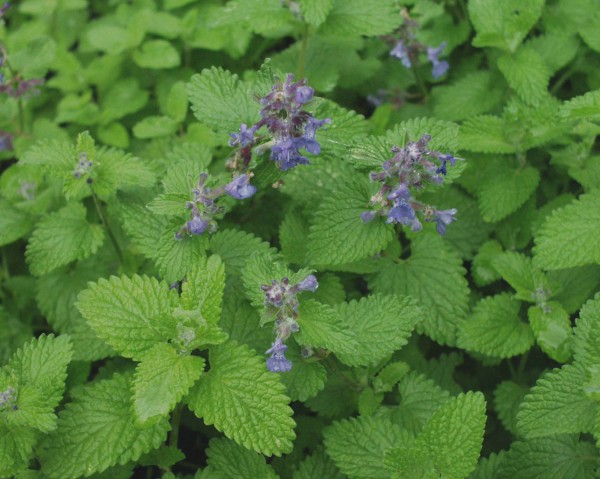 Nepeta racemosa ´Little Titch`(i.13cmT.) Katzenminze