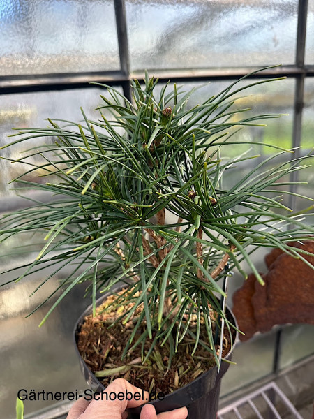 Sciadopitys verticillata (i.3lT.)- Schirmtanne