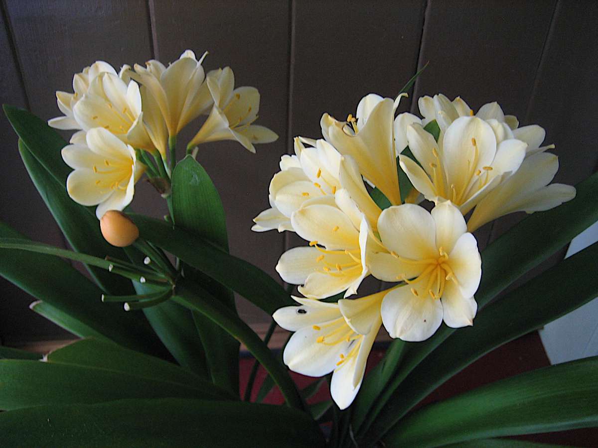 Clivia miniata (i.13cmT.)“Yellow“ Kübelpflanzen Duft und